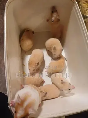 Teddy Bear Hamster