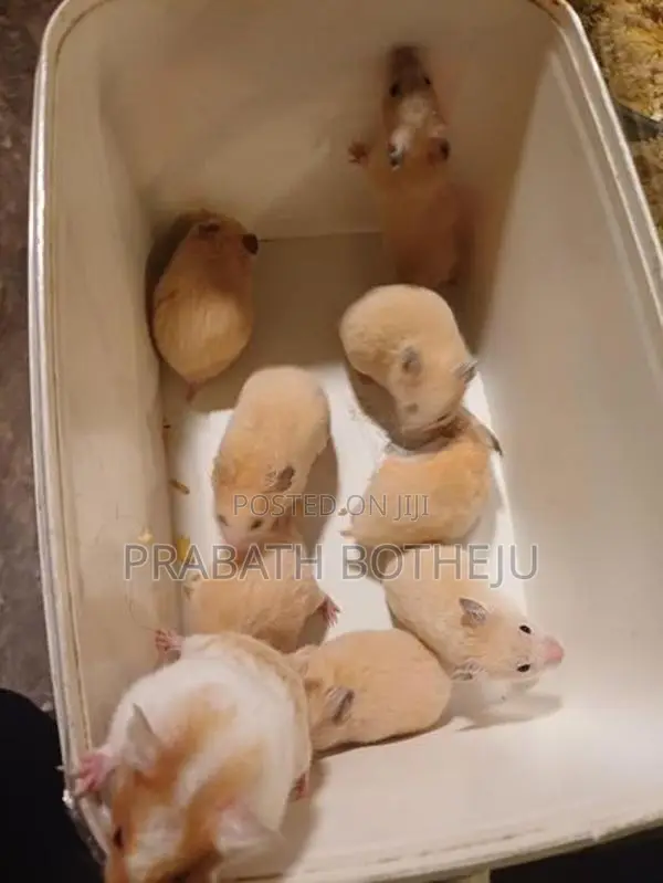 Teddy Bear Hamster