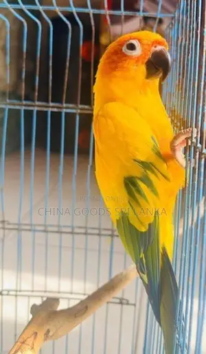 Sun Conure Birds