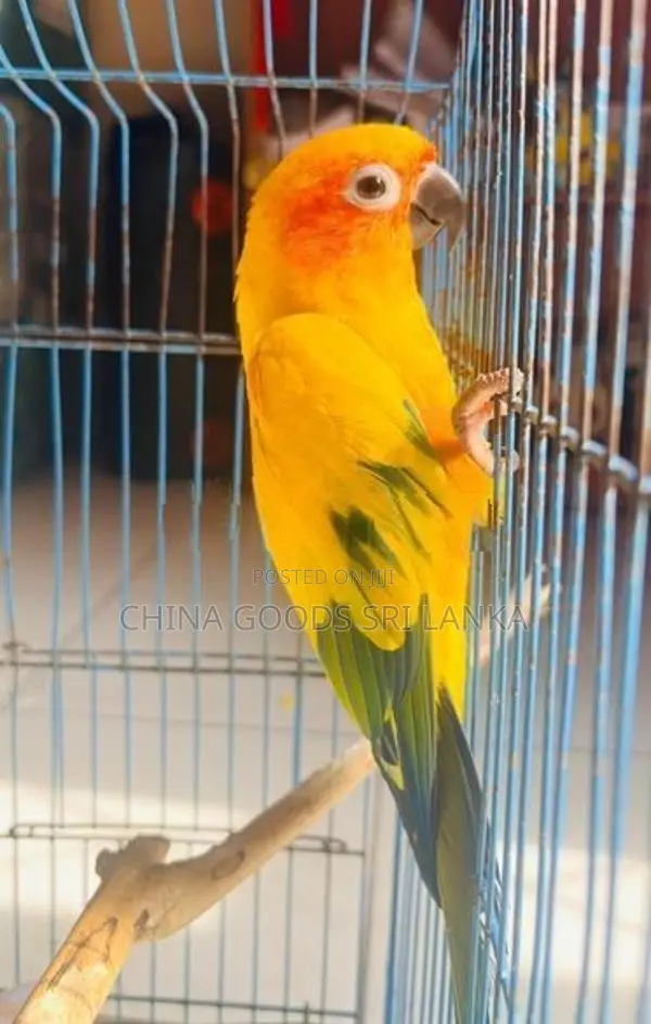 Sun Conure Birds
