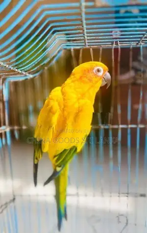 Sun Conure Birds