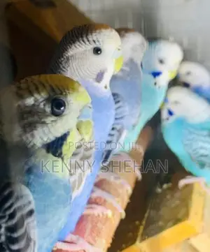Love Birds