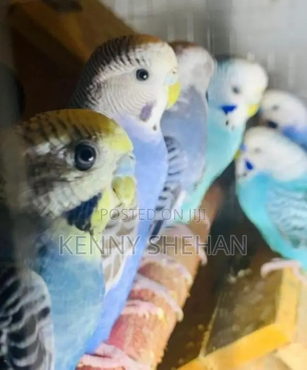 Love Birds