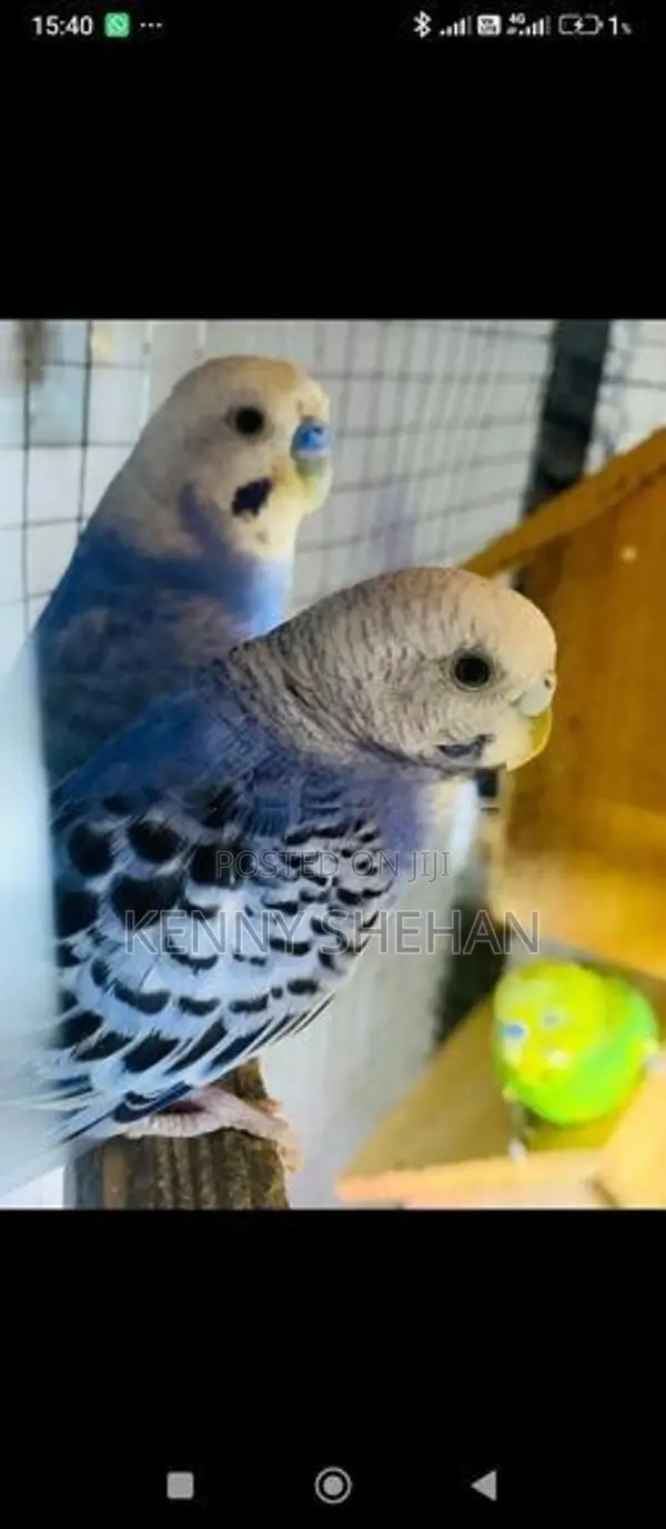 Love Birds
