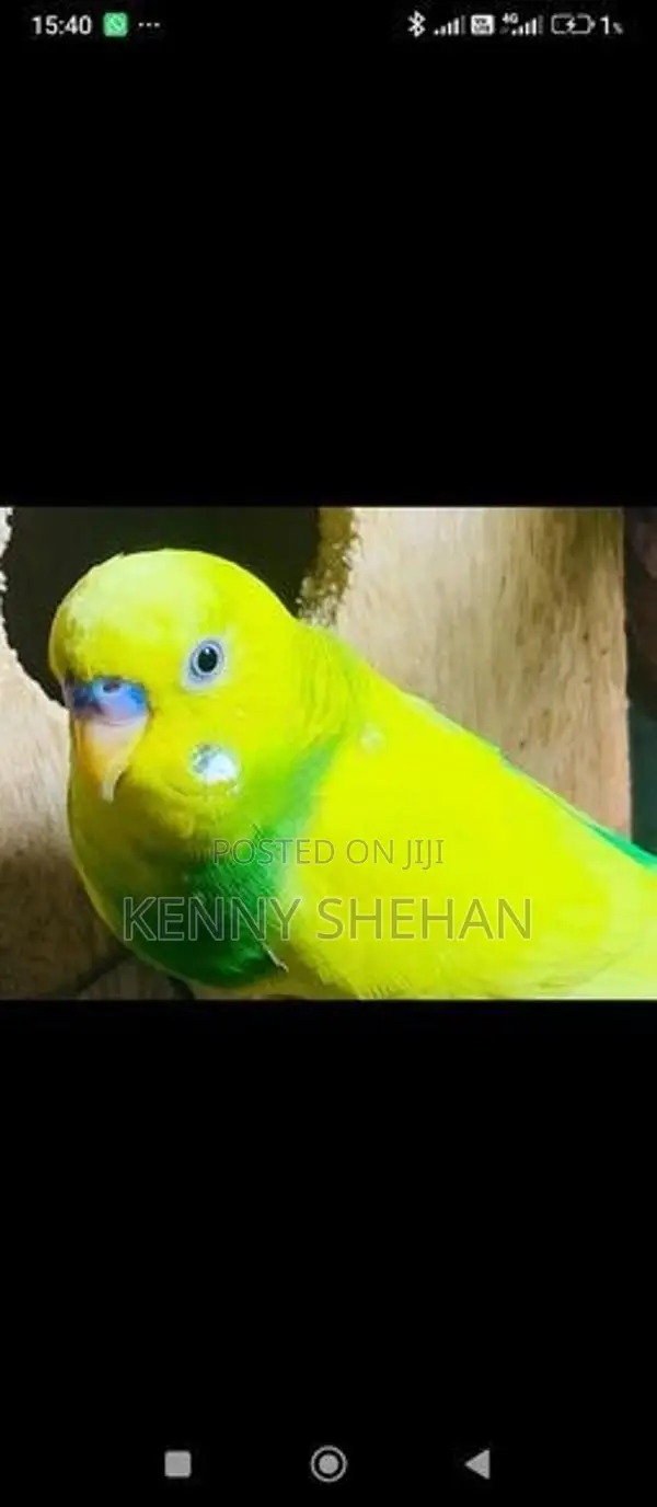 Love Birds