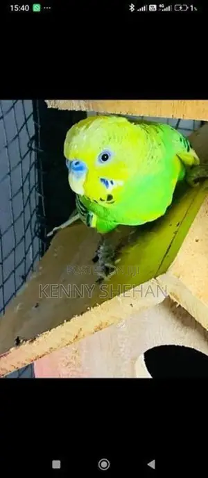 Love Birds
