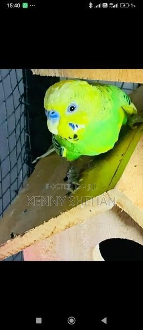 Love Birds
