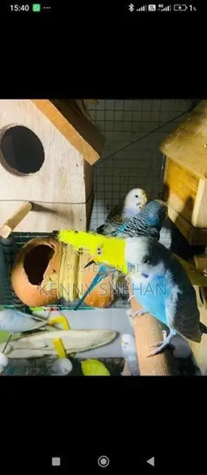 Love Birds