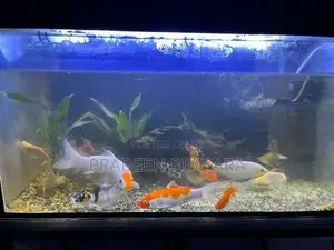 3* 1.5 ft Fish Tank