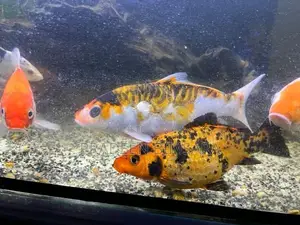 3* 1.5 ft Fish Tank