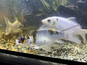 3* 1.5 ft Fish Tank
