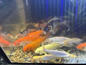 3* 1.5 ft Fish Tank