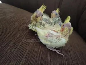 Cocktail Chiks