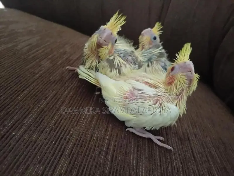 Cocktail Chiks