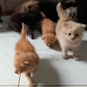 persian cats