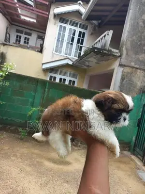 Shih Tzu Puppies