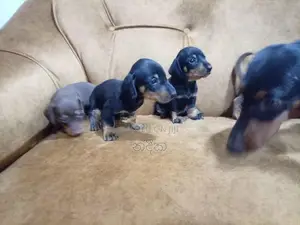 Dachshund Puppies