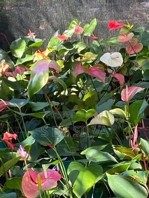Anthurium Plants