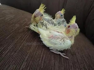 Cocktail Chiks