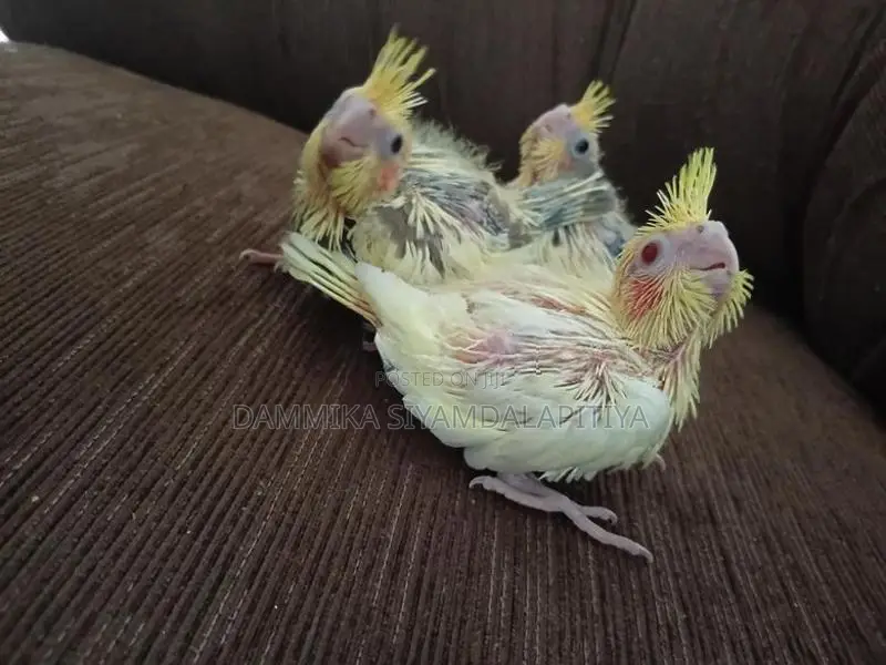 Cocktail Chiks