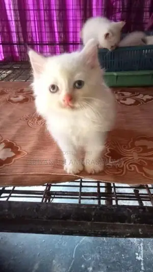 persian cats