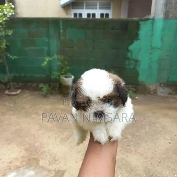 Shih Tzu Puppies
