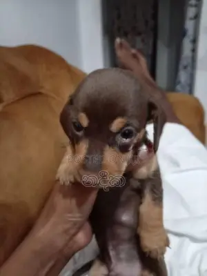 Dachshund Puppies
