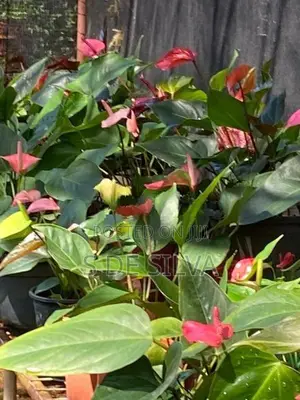 Anthurium Plants