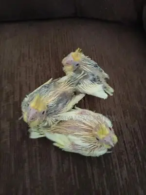 Cocktail Chiks