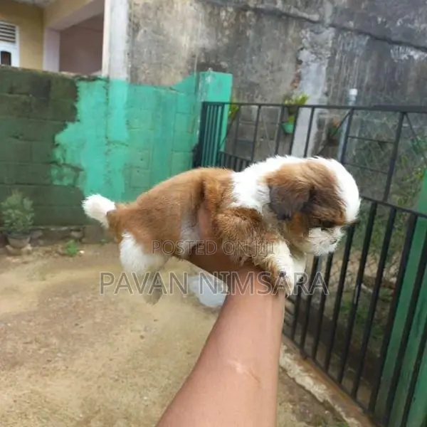 Shih Tzu Puppies