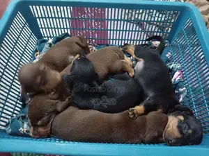 Dachshund Puppies