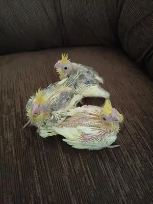Cocktail Chiks
