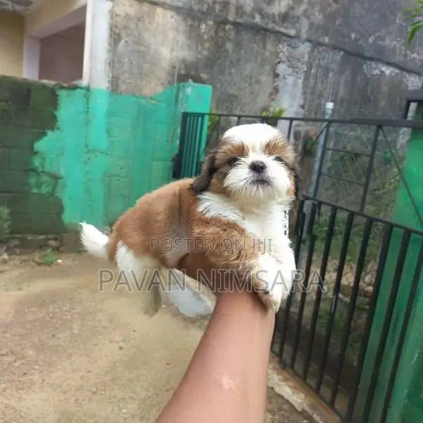Shih Tzu Puppies