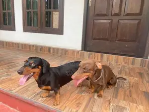 Dachshund Puppies