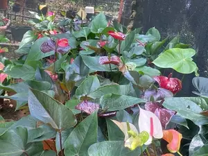 Anthurium Plants