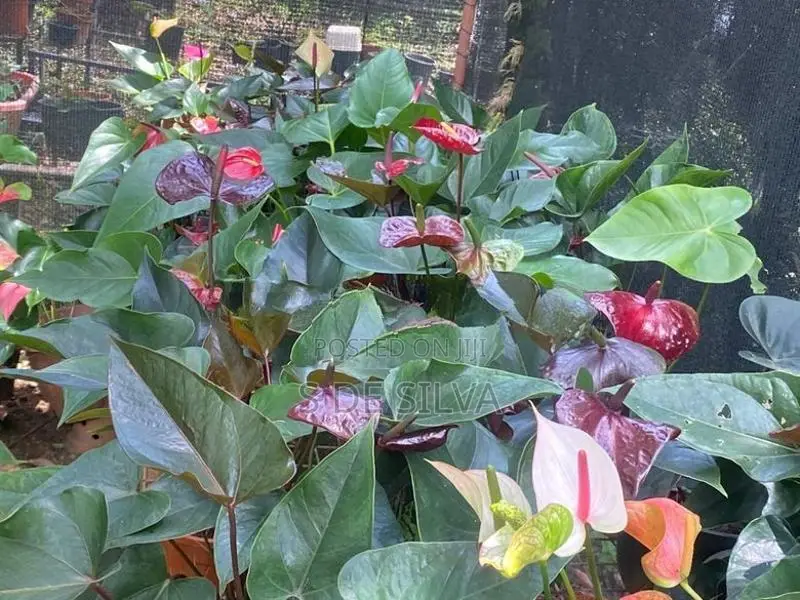 Anthurium Plants