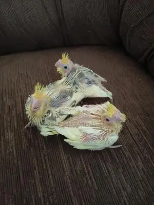Cocktail Chiks