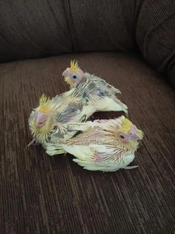 Cocktail Chiks