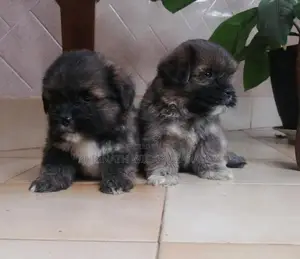 Shih Tzu Puppies