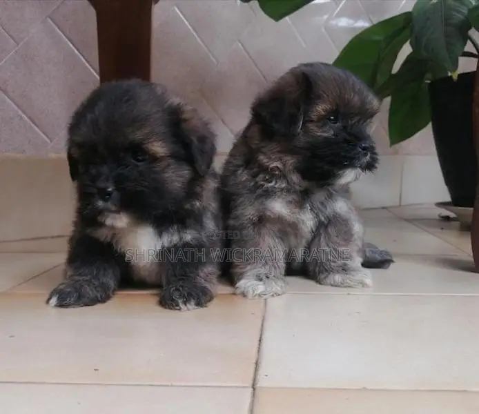 Shih Tzu Puppies
