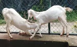 Goats