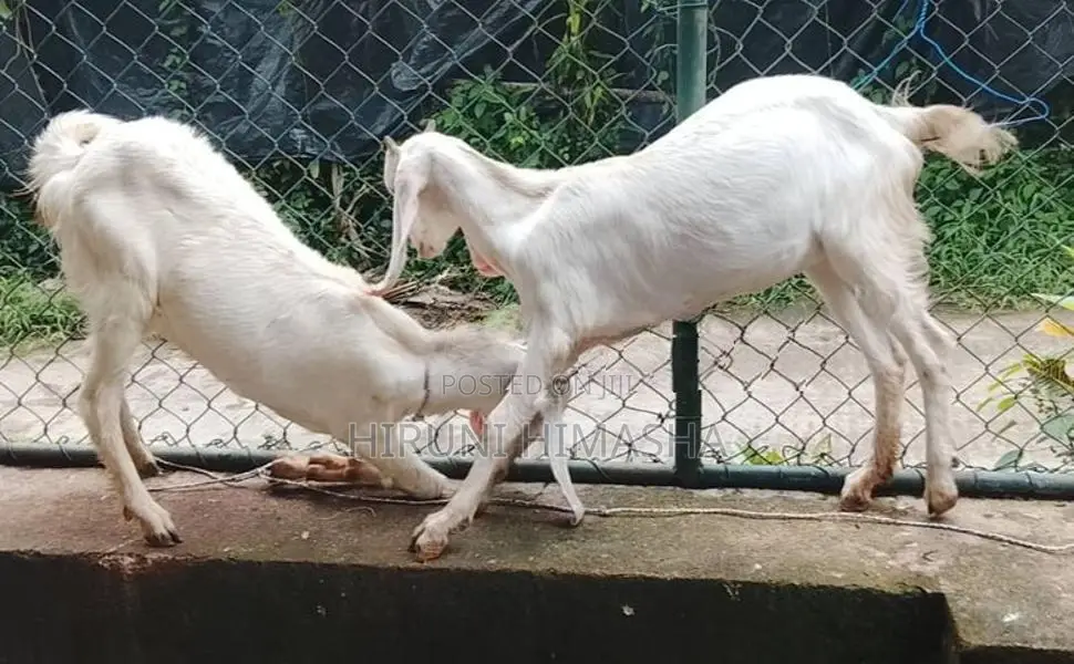 Goats