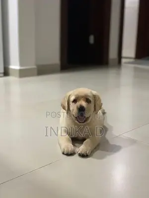 Labrador Puppies