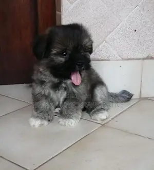 Shih Tzu Puppies