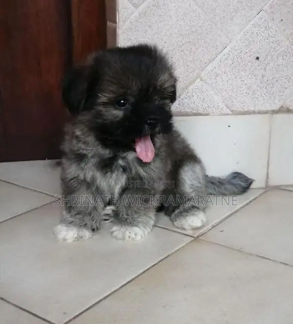 Shih Tzu Puppies