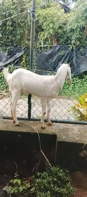 Goats