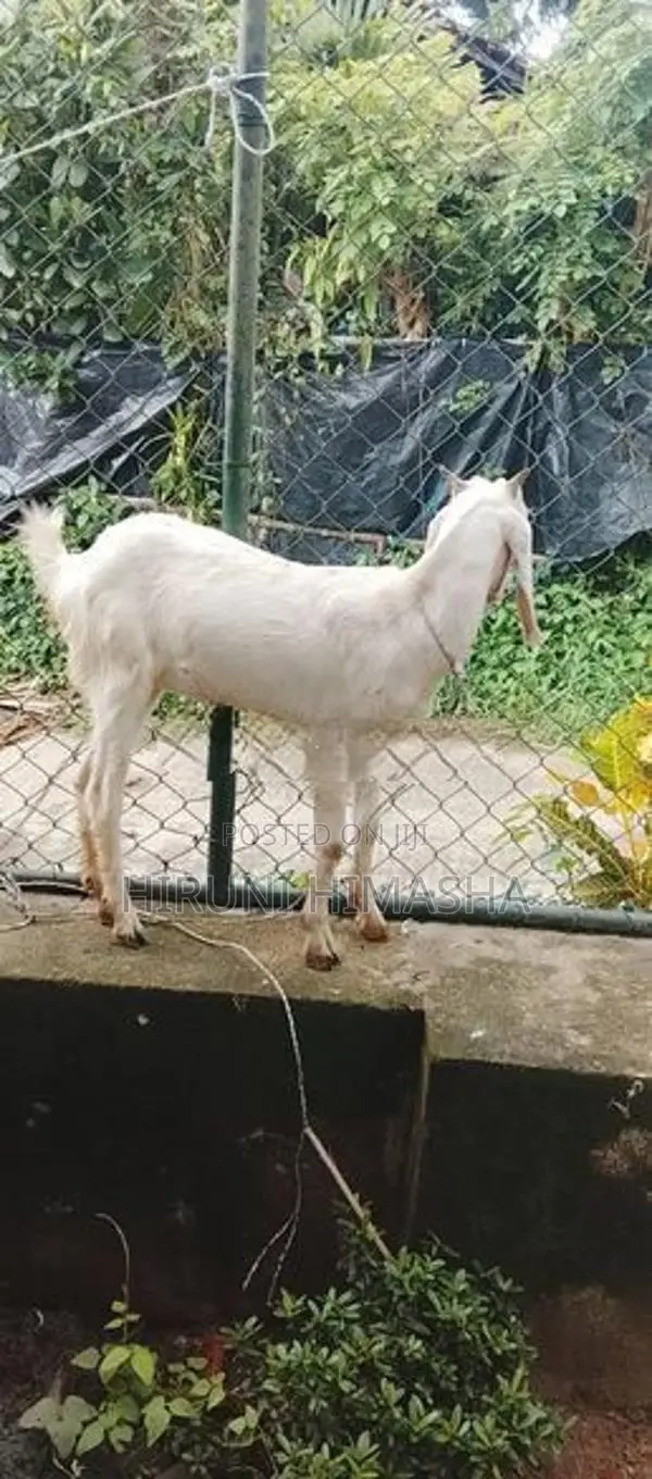 Goats