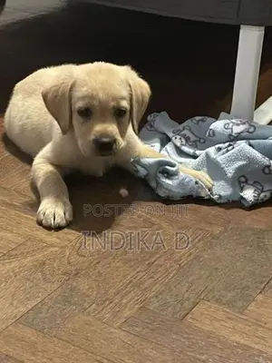 Labrador Puppies