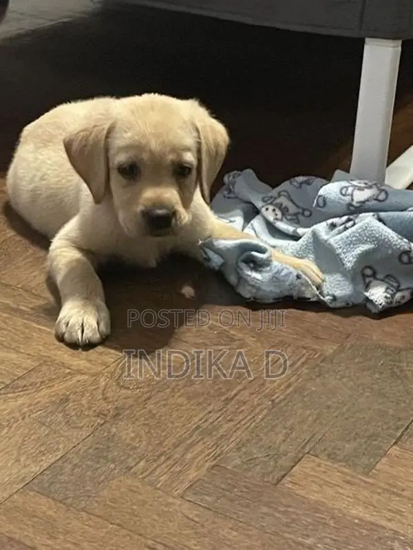 Labrador Puppies