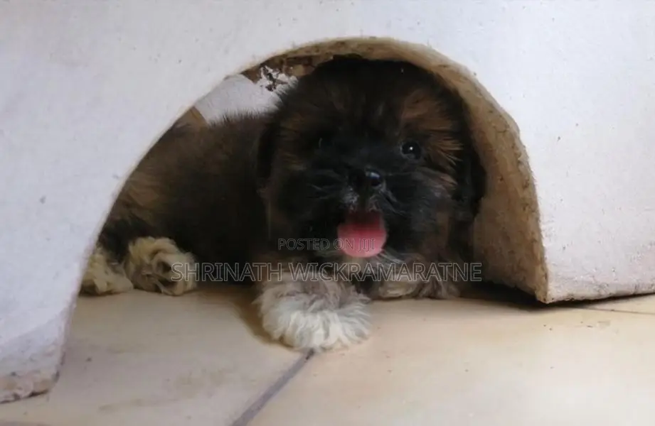 Shih Tzu Puppies